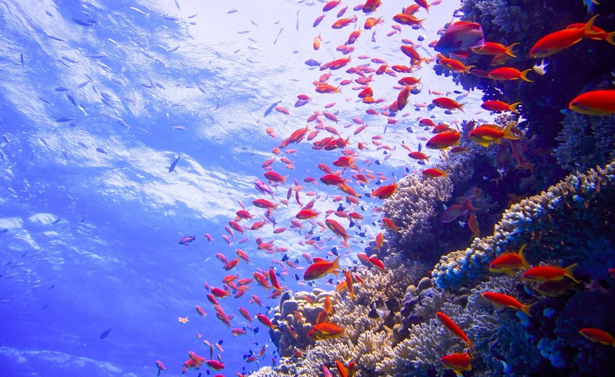 snorkeling in Sharm water