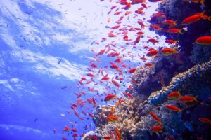 snorkeling in Sharm water