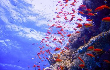 snorkeling in Sharm water