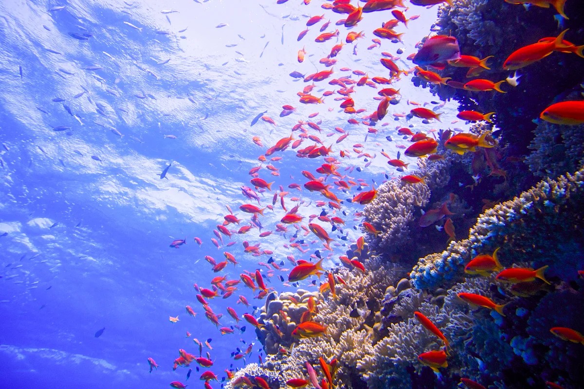 snorkeling in Sharm water