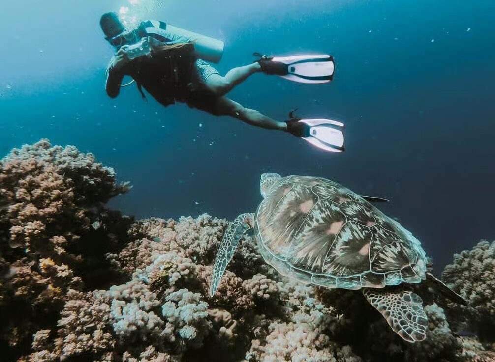 Sharm El Sheikh Red Sea with colorful coral reefs, clear blue water and beautiful marine life