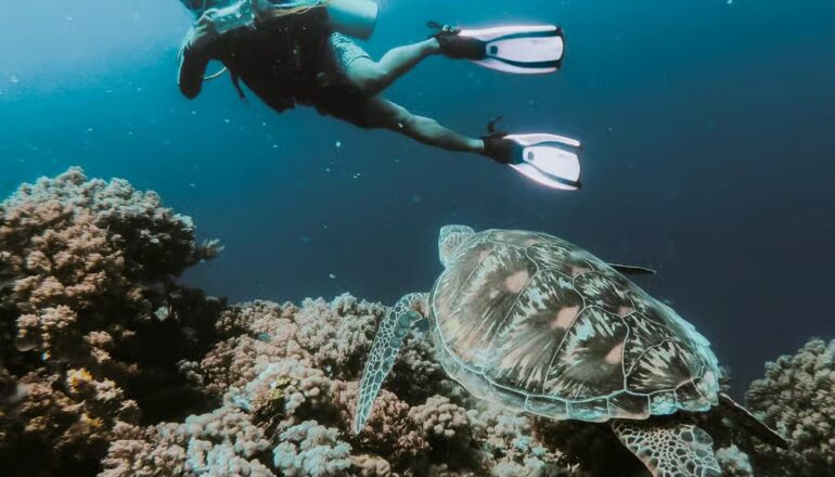 Sharm El Sheikh Red Sea with colorful coral reefs, clear blue water and beautiful marine life