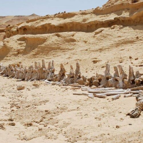 Wadi El Hitan and Wadi El Rayan Waterfalls Day Tour from Cairo, exploring whale fossils, desert landscapes, sand dunes, and Fayoum’s natural wonders.