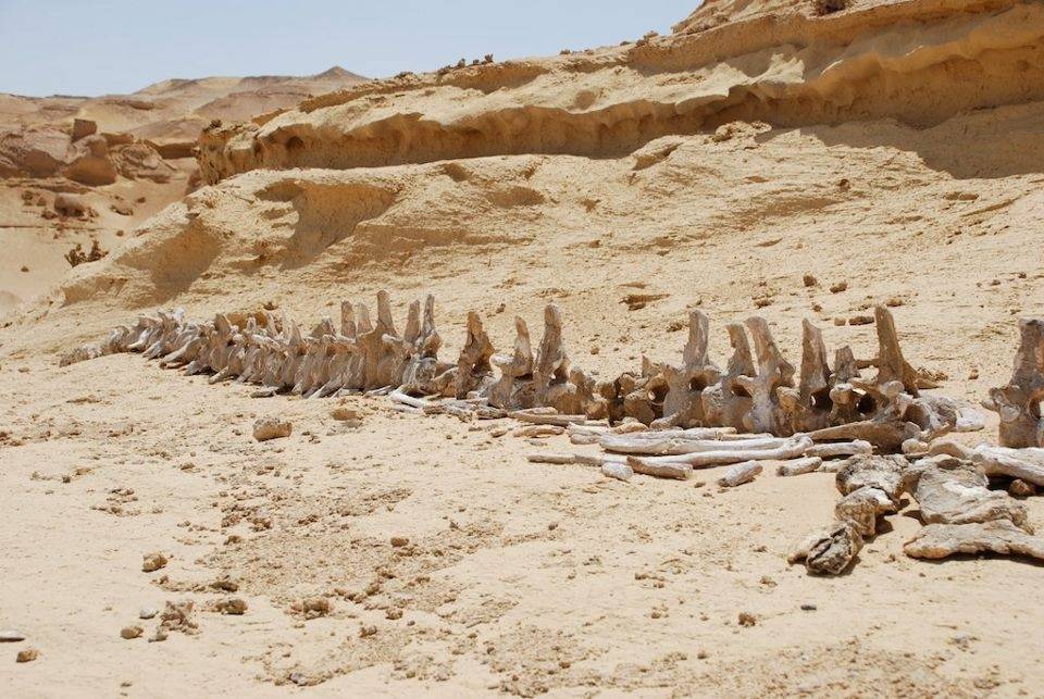 Wadi El Hitan and Wadi El Rayan Waterfalls Day Tour from Cairo, exploring whale fossils, desert landscapes, sand dunes, and Fayoum’s natural wonders.