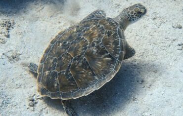 Marsa Mubarak near Marsa Alam with sea turtles, coral reefs, clear Red Sea waters and beautiful marine life