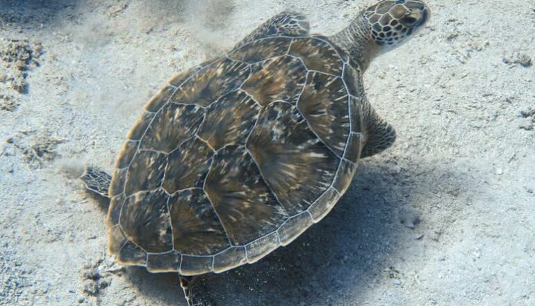 Marsa Mubarak near Marsa Alam with sea turtles, coral reefs, clear Red Sea waters and beautiful marine life