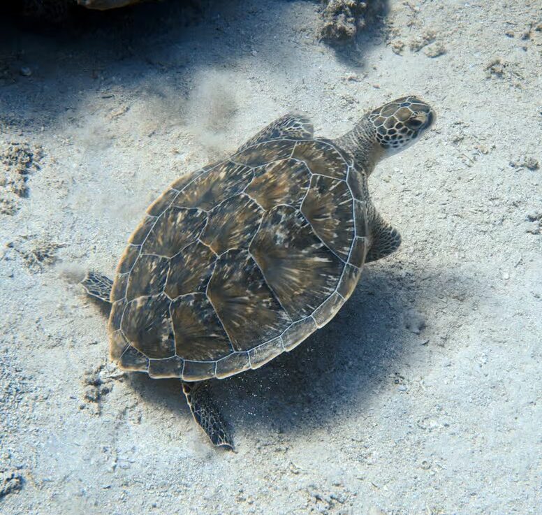 Marsa Mubarak near Marsa Alam with sea turtles, coral reefs, clear Red Sea waters and beautiful marine life