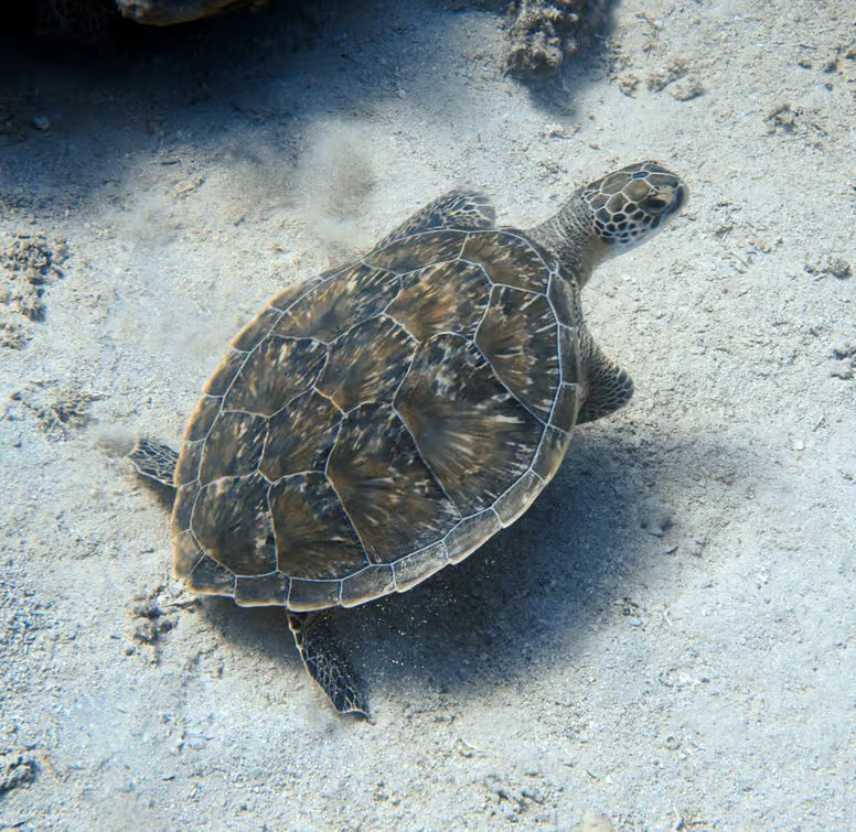 Marsa Mubarak near Marsa Alam with sea turtles, coral reefs, clear Red Sea waters and beautiful marine life