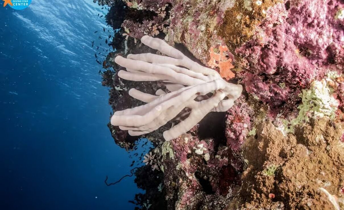 Hurghada Grand Aquarium with sharks, rays, turtles and underwater marine life exhibits in Egypt