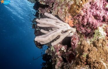 Hurghada Grand Aquarium with sharks, rays, turtles and underwater marine life exhibits in Egypt
