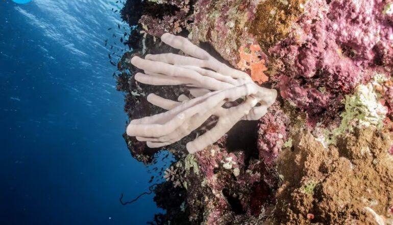 Hurghada Grand Aquarium with sharks, rays, turtles and underwater marine life exhibits in Egypt