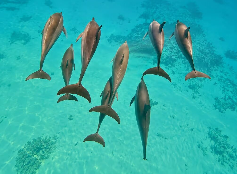 Samadai Dolphin House near Marsa Alam with dolphins, clear Red Sea waters and colorful coral reefs