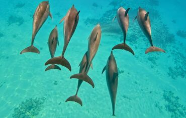 Samadai Dolphin House near Marsa Alam with dolphins, clear Red Sea waters and colorful coral reefs