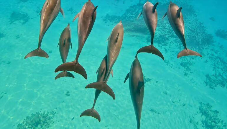 Samadai Dolphin House near Marsa Alam with dolphins, clear Red Sea waters and colorful coral reefs
