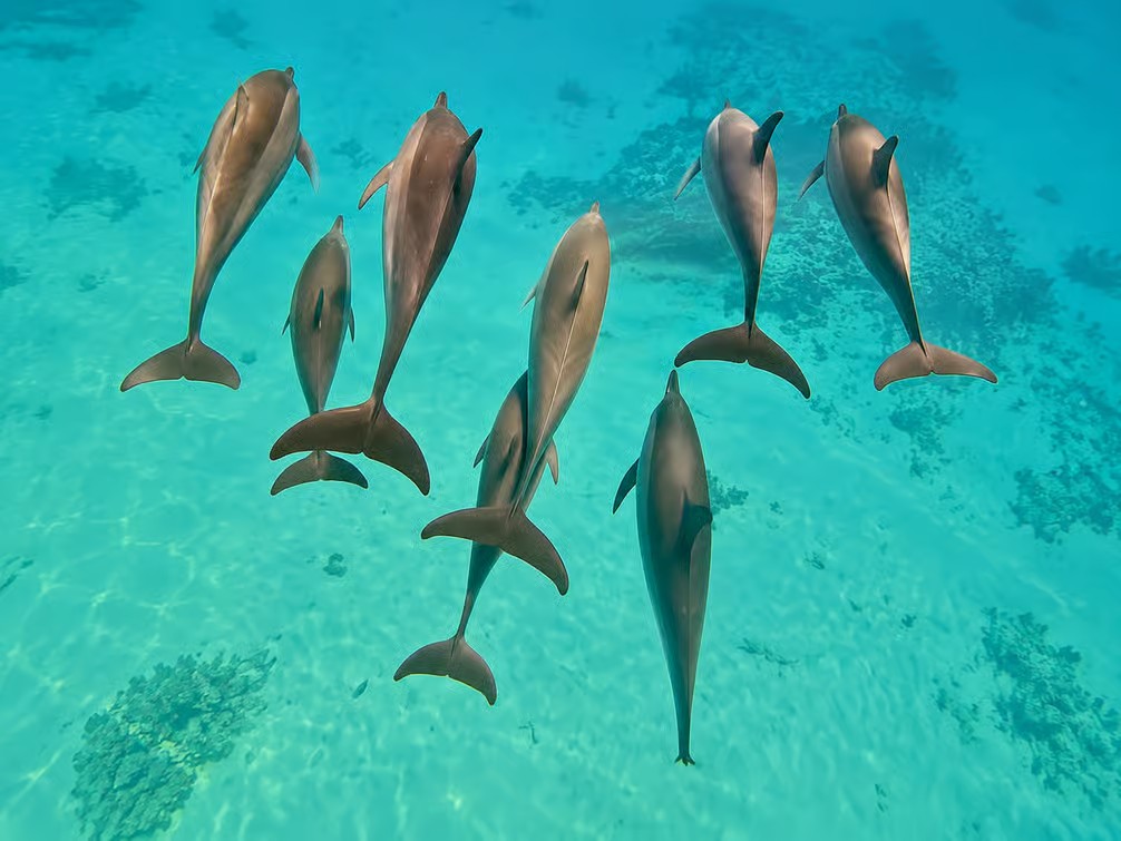 Samadai Dolphin House near Marsa Alam with dolphins, clear Red Sea waters and colorful coral reefs